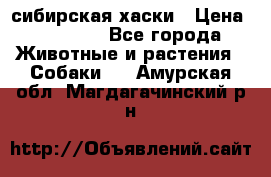 l: сибирская хаски › Цена ­ 10 000 - Все города Животные и растения » Собаки   . Амурская обл.,Магдагачинский р-н